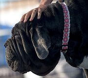 Konkurso nugalėtoja &ndash; Neapolio mastifų veislės kalė Martha