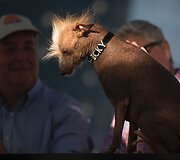 Bjauriausio pasaulio &scaron;uns rinkimai