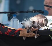 Bjauriausio pasaulio &scaron;uns rinkimai