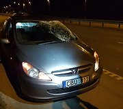 Prie Vilniaus du automobiliai susidūrė su briedžiu.