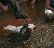 Gaidžių pe&scaron;tynėse