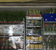Vilkiko krovinys