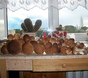 Laimikis i&scaron; &Scaron;imonių girios