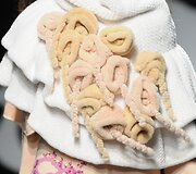 Kolekcijos modelis
