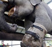 Penkerių metų drambliukas vardu Chhuk su naujai pritaisytu kojos protezu jau gali skaldyti kokoso rie&scaron;utus. Koja drambliukui buvo amputuota po to, kai jis buvo i&scaron;gelbėtas i&scaron; mi&scaron;ko gaisro &Scaron;iaurės rytų Kambodžoje 2004 metais.