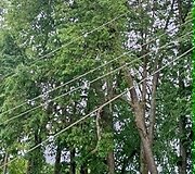 Nutrūkę elektros laidai