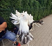 Balandžiai