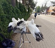 Balandžiai