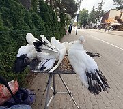 Balandžiai