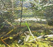Vietoj pauk&scaron;čių fotografijos &ndash; žuvų gelbėjimo operacija.