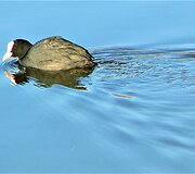 Bundanti gamta praskaidrina nuotaiką. 