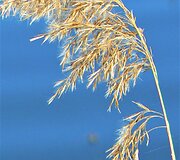 Bundanti gamta praskaidrina nuotaiką. 