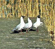 Bundanti gamta praskaidrina nuotaiką. 