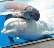 Birželio 28 gimęs baltasis delfinas žaidžia su mama Parara. Mažylis gimė netoli Tokijo esančiame &bdquo;Yokohama Hakkeijima Sea Paradise&ldquo; akvariume.