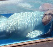 Birželio 28 gimęs baltasis delfinas žaidžia su mama Parara. Mažylis gimė netoli Tokijo esančiame &bdquo;Yokohama Hakkeijima Sea Paradise&ldquo; akvariume.