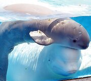 Birželio 28 gimęs baltasis delfinas žaidžia su mama Parara. Mažylis gimė netoli Tokijo esančiame &bdquo;Yokohama Hakkeijima Sea Paradise&ldquo; akvariume.