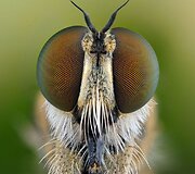 Vabzdys