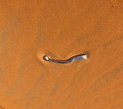 Lietuviai Tuarego ralyje