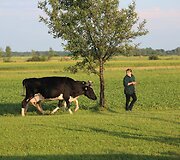 Po &scaron;kvalo Tauragės rajone Žygaičių kaime žmonės puolė gelbėti gyvulius