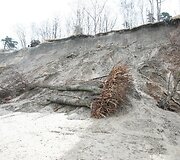 Olandų kepurė Karklės apylinkėse