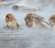 Japonijos makakos, dar vadinamos sniegbeždžionėmis