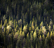 Laimingas &scaron;unų gyvenimas Norvegijoje