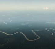 Didžiausių gėlavandenių žuvų &ndash; arapaimų (pirarucu) &ndash; laimkis Amazonės regione, Solimoes upėje. 2013 m. gruodžio 15 d. 
