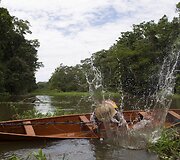 Didžiausių gėlavandenių žuvų &ndash; arapaimų (pirarucu) &ndash; laimkis Amazonės regione, Solimoes upėje. 2013 m. gruodžio 15 d. 