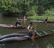 Didžiausių gėlavandenių žuvų &ndash; arapaimų (pirarucu) &ndash; laimkis Amazonės regione, Solimoes upėje. 2013 m. gruodžio 15 d. 