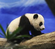 Panda Juan Zai traukia turistus i&scaron; viso pasaulio