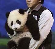 Panda Juan Zai traukia turistus i&scaron; viso pasaulio