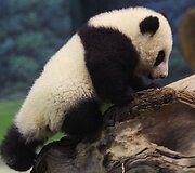 Panda Juan Zai traukia turistus i&scaron; viso pasaulio