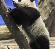 Panda Juan Zai traukia turistus i&scaron; viso pasaulio