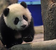 Panda Juan Zai traukia turistus i&scaron; viso pasaulio 2014 m. sausio 04 d. 
