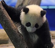 Panda Juan Zai traukia turistus i&scaron; viso pasaulio 2014 m. sausio 04 d. 