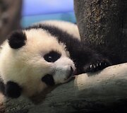 Panda Juan Zai traukia turistus i&scaron; viso pasaulio 2014 m. sausio 04 d. 