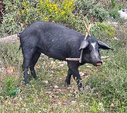 Audrius ir Alma Sutkai &bdquo;Defenderiu&ldquo; keliavo po Albaniją