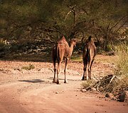 WRC ralis Saudo Arabijoje