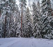 &bdquo;Biorina Winter Rally Roki&scaron;kis 2026&ldquo; greičio ruožų vaizdai