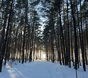 Karklė ir Olando kepurė, padengta ledu