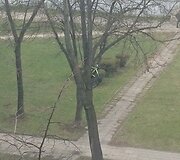 Dviratis medyje Vilniuje, Kalvarijų gatvėje