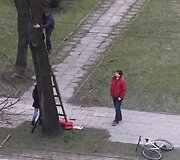 Dviratis medyje Vilniuje, Kalvarijų gatvėje