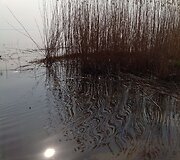 Juodkrantės pakrantės