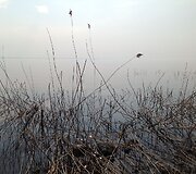 Juodkrantės pakrantės