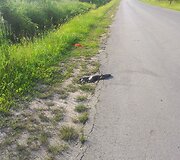 Koks čia gyvūnas?