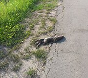 Koks čia gyvūnas?