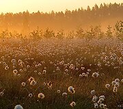 Irmina Vaičiūnaitė