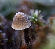 Rudens grožybės skaitytojų nuotraukose: &scaron;alna