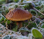 Rudens grožybės skaitytojų nuotraukose: &scaron;alna