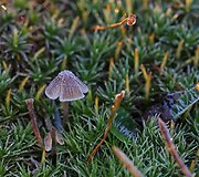 Rudens grožybės skaitytojų nuotraukose: &scaron;alna